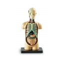 Anatomick&yacute; model lidsk&eacute;ho těla