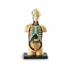 http://old.klimesovahracky.cz/40371-thickbox/anatomicky-model-lidskeho-tela.jpg