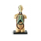 Anatomický model lidského těla