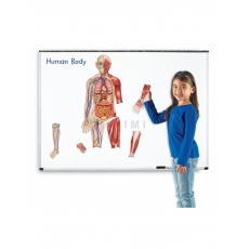 http://old.klimesovahracky.cz/40379-thickbox/magneticke-oboustranne-lidske-telo.jpg