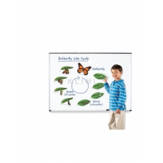 http://old.klimesovahracky.cz/40398-thickbox/magneticky-zivotni-cyklus-motyl.jpg