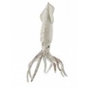 Oliheň obecn&aacute; 15cm