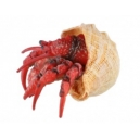 Krab poustevn&iacute;k 7cm